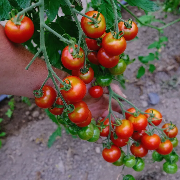 les-semences-de-l-ombelle-tomate-d-lice-du-jardinier-graines-bio-cerise image 1