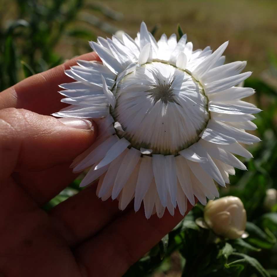 la-bo-te-graines-graines-fleurs-immortelle-blanc-pur-bio-bouquet image 2