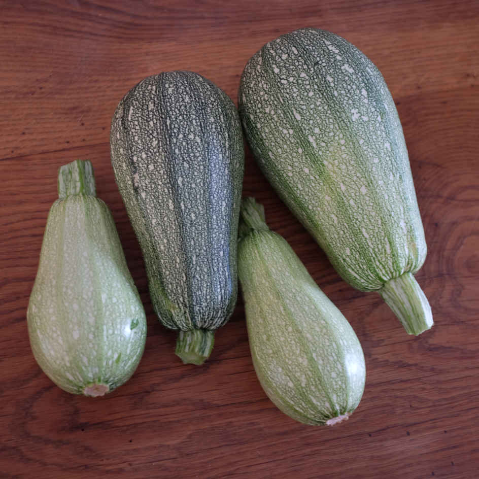 la-bo-te-graines-courgette-petite-grise-de-provence-bio-graines image 4