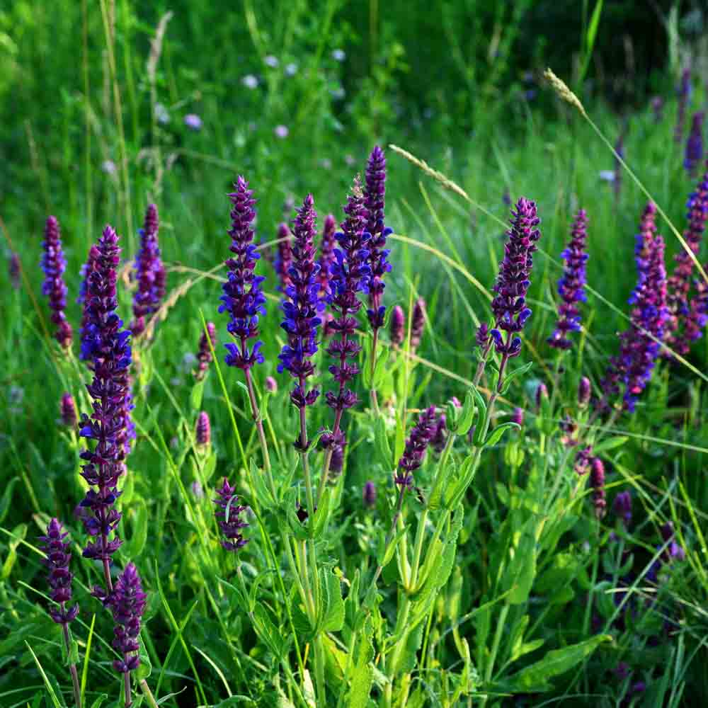 ferme-de-sainte-marthe-graines-aromatiques-sauge-des-steppes-ab-vivace-bleue image 1