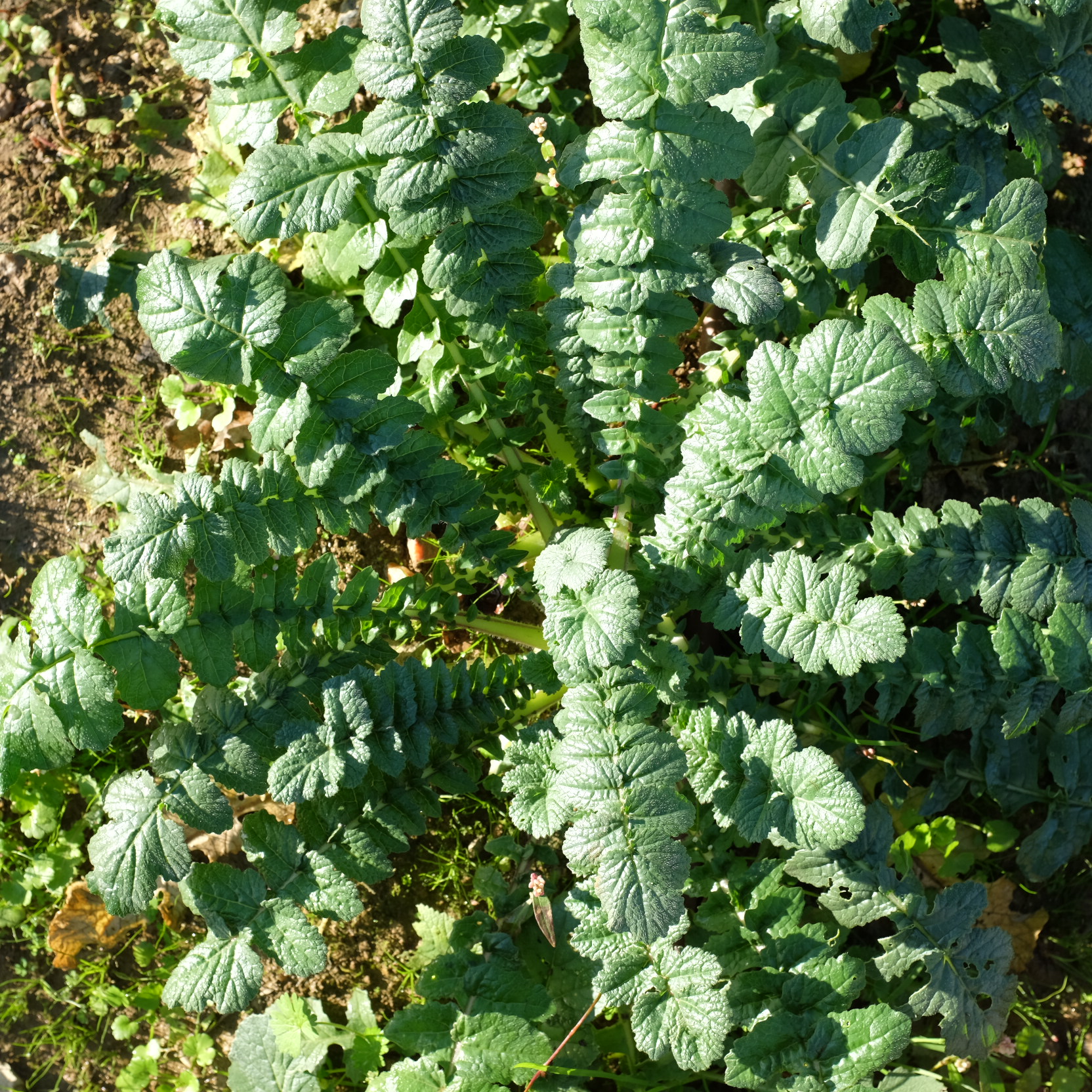 la-bo-te-graines-radis-sakurajima-bio-graines-l-gumes-hiver image 2