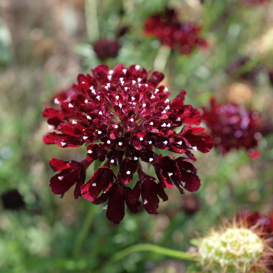 la-bo-te-graines-graines-fleurs-scabieuse-black-night-bio-graines image 3