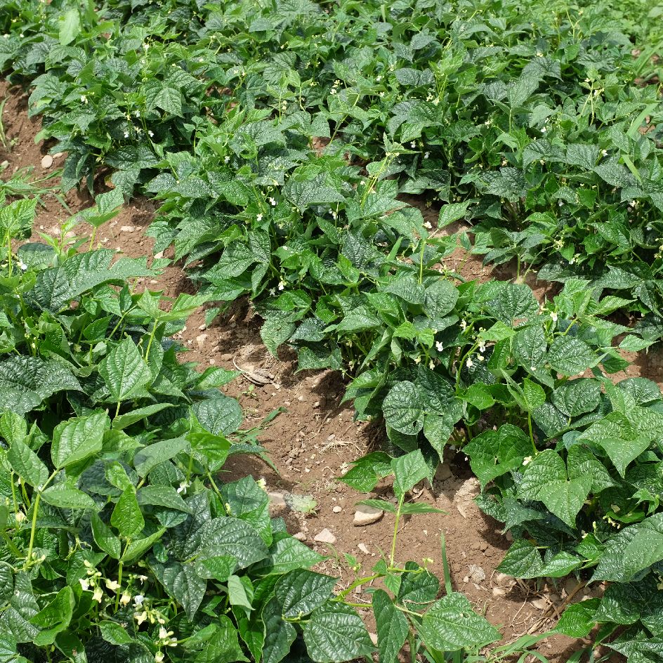 la-bo-te-graines-graines-l-gumes-haricot-flageolet-ortie-bio-nain image 5