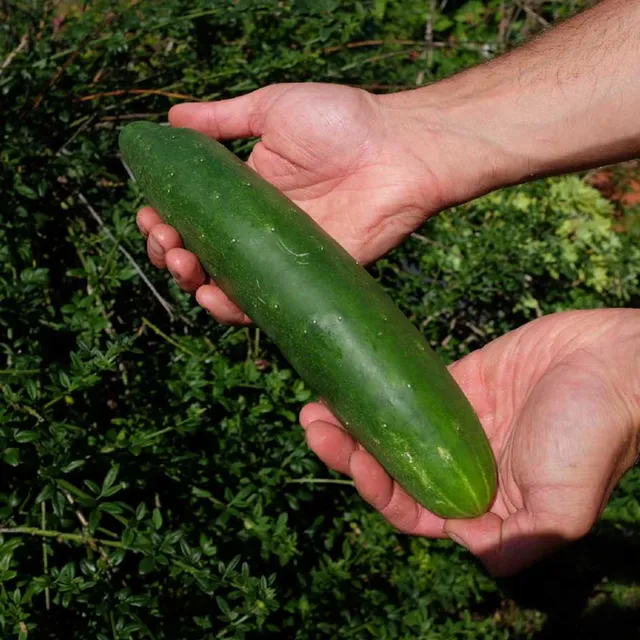la-bo-te-graines-vert-long-de-chine-graines-concombre-bio-long image 1