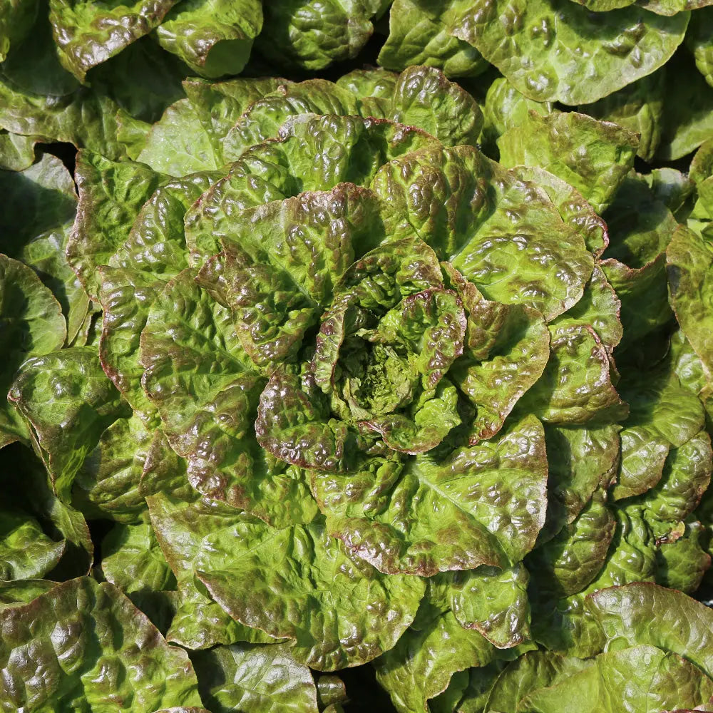 ferme-de-sainte-marthe-brune-de-gascogne-laitue-bio-hiver image 3