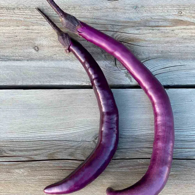 ferme-de-sainte-marthe-aubergine-japanese-pickling-graines-bio image 1