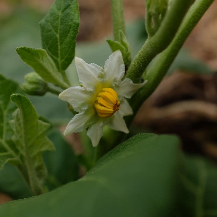 la-bo-te-graines-aubergine-goyo-kumba-graines-bio-africaine image 4