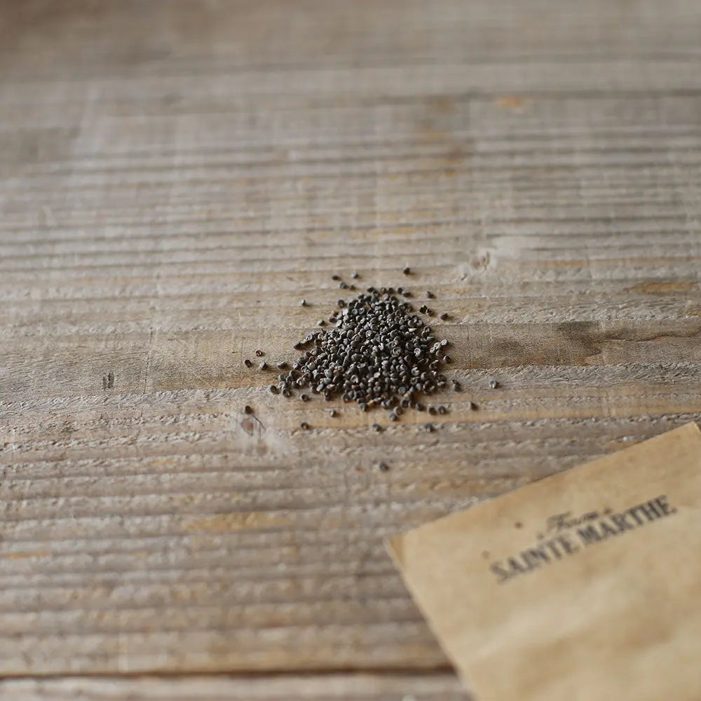 ferme-de-sainte-marthe-mauve-de-mauritanie-graines-bio-comestible image 2