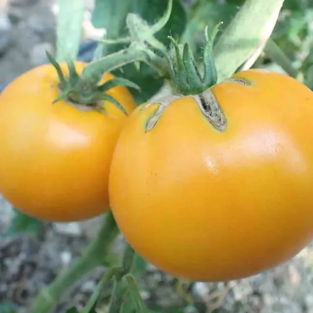 ferme-de-sainte-marthe-dad-s-sunset-graines-de-tomate-bio-gros-fruit image 1