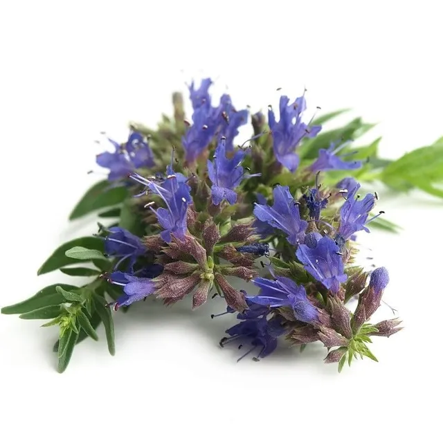 graines-bocquet-hysope-herbe-sacr-e-graines-aromatiques-0-3-g image 1