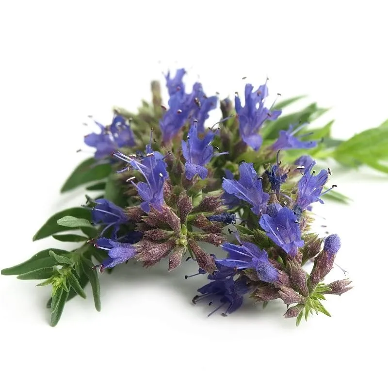graines-bocquet-hysope-herbe-sacr-e-graines-aromatiques-0-3-g image 1