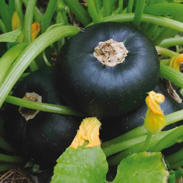 ferme-de-sainte-marthe-tondo-di-piacenza-graines-courgette-bio-ronde image 1