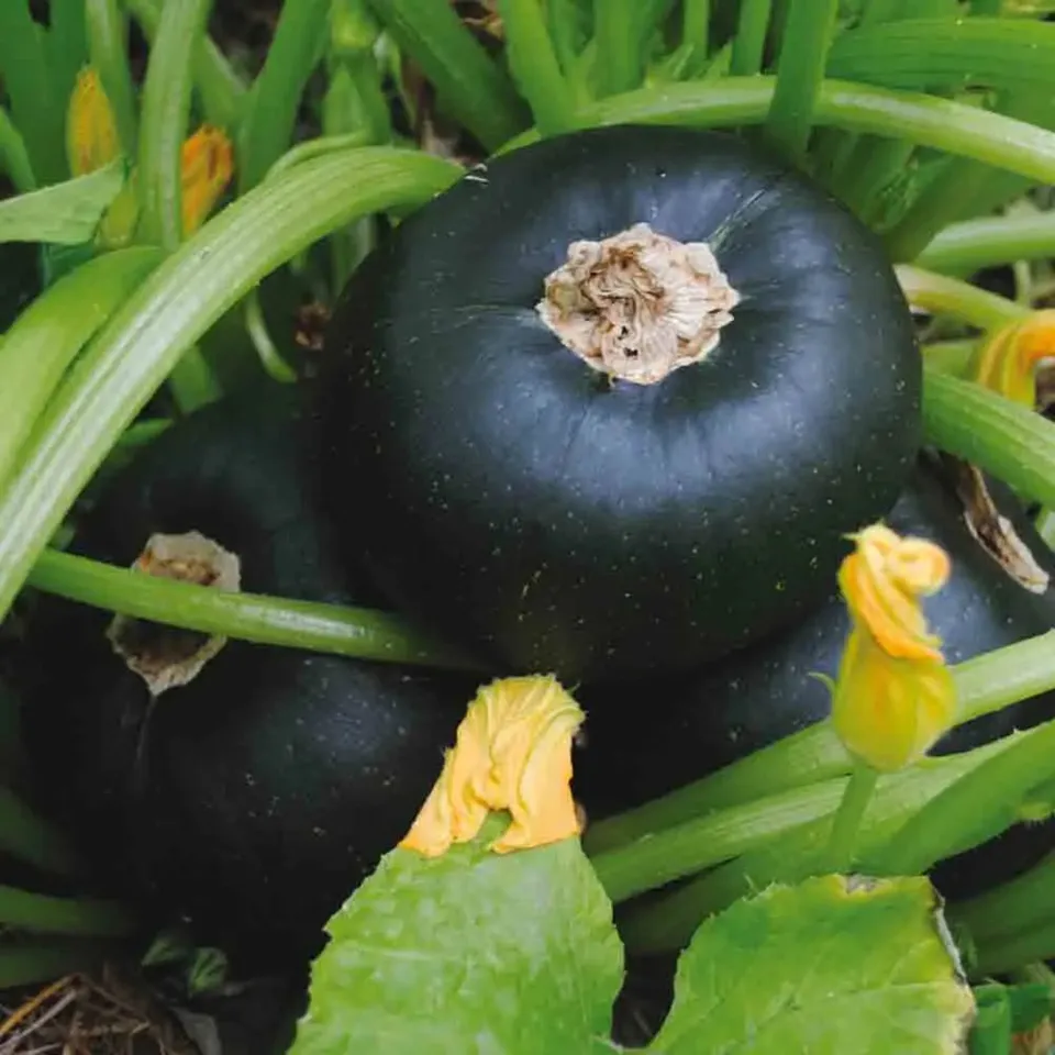 ferme-de-sainte-marthe-tondo-di-piacenza-graines-courgette-bio-ronde image 1