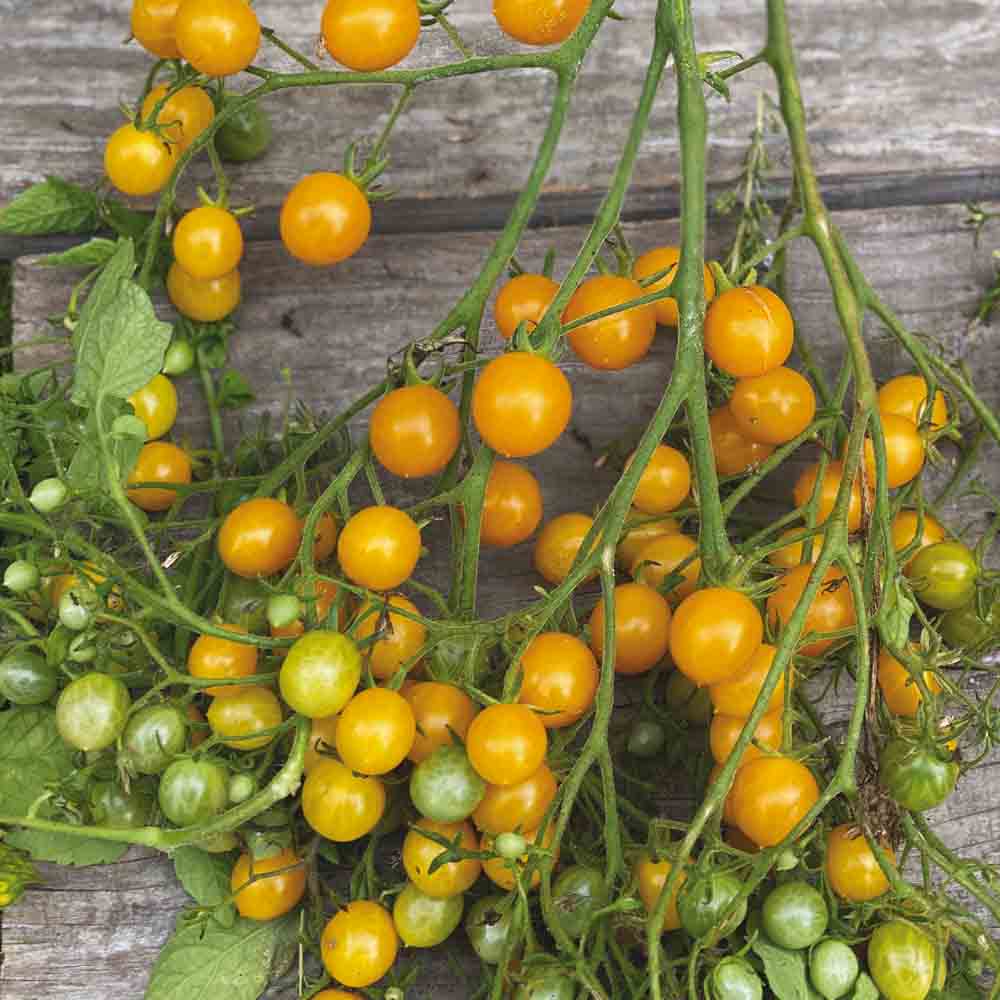 ferme-de-sainte-marthe-tomate-cocktail-cl-mentine-plant-bio image 2