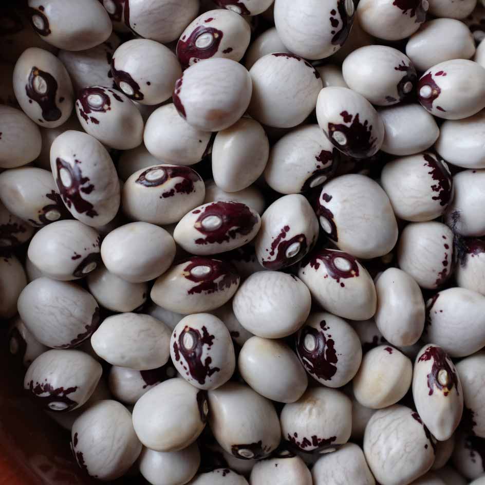 la-bo-te-graines-graines-l-gumes-haricot-saint-sacrement-bio-graines image 1