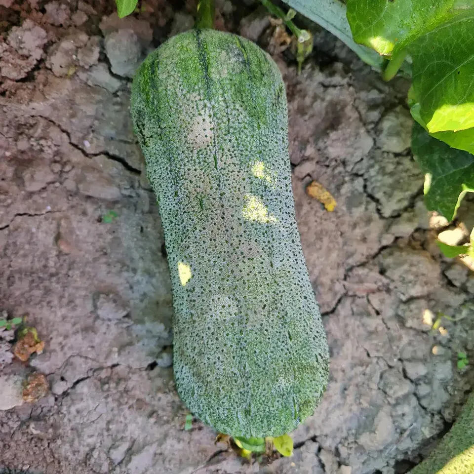 ferme-de-sainte-marthe-courge-luffa-supr-me-bio image 1