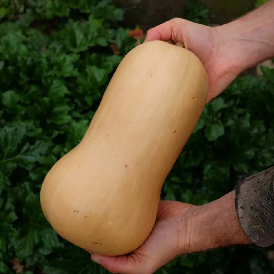 la-bo-te-graines-courge-butternut-graines-l-gumes-bio-sucr-e image 1