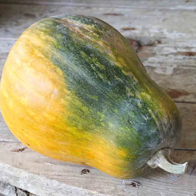 ferme-de-sainte-marthe-sucrine-du-berry-graines-courge-musqu-e-bio image 1