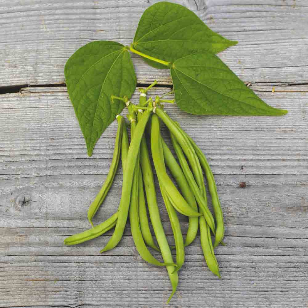 ferme-de-sainte-marthe-haricot-nain-la-victoire-graines-bio-sachet image 1