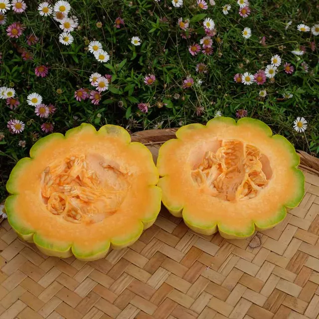 la-bo-te-graines-melon-d-lice-de-la-table-bio-graines-sucr-es image 1