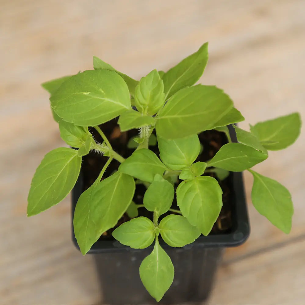 ferme-de-sainte-marthe-basilic-sacr-tulsi-plant-bio-infusion image 2