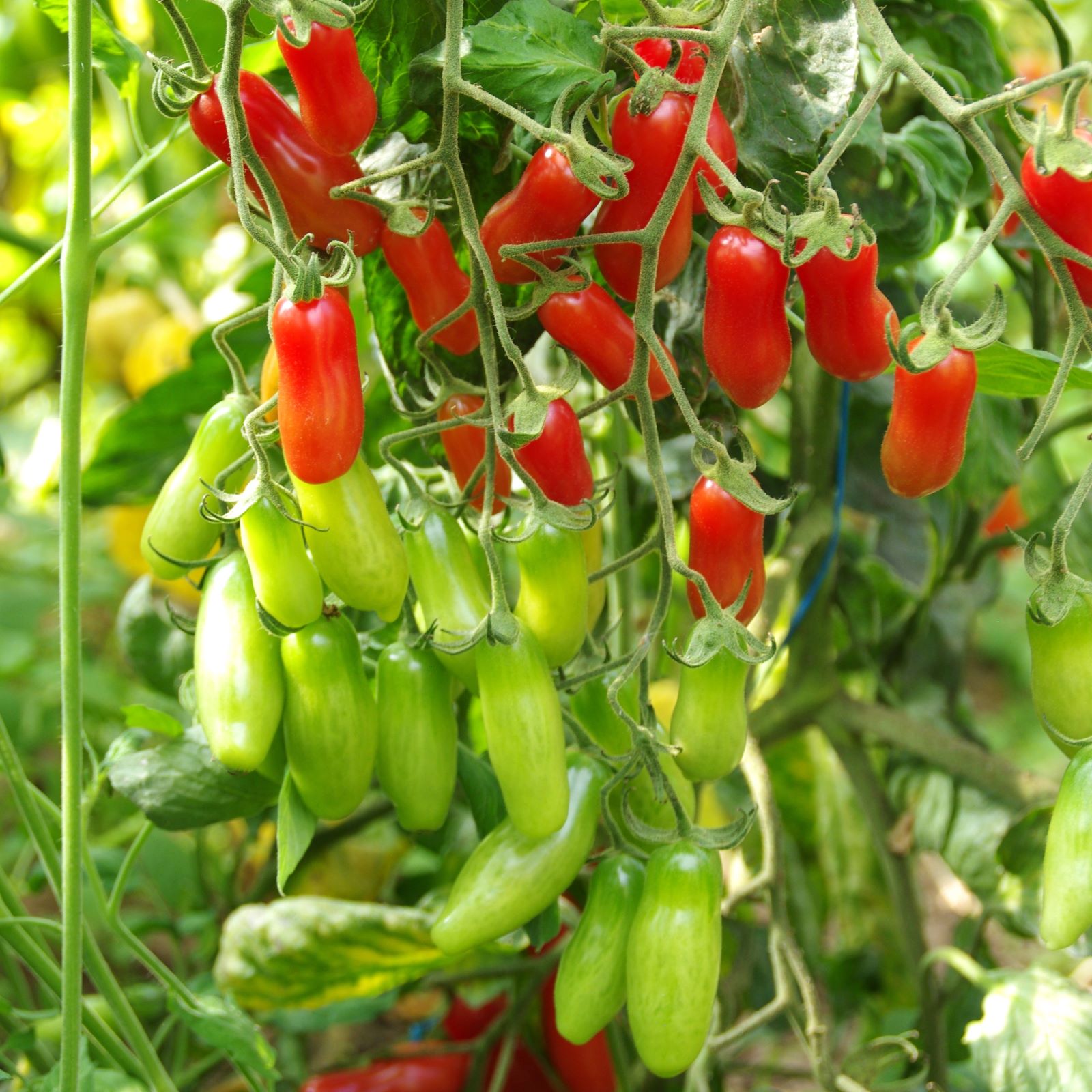 les-semences-de-l-ombelle-tomate-coucougnette-de-vend-e-graines-bio image 2