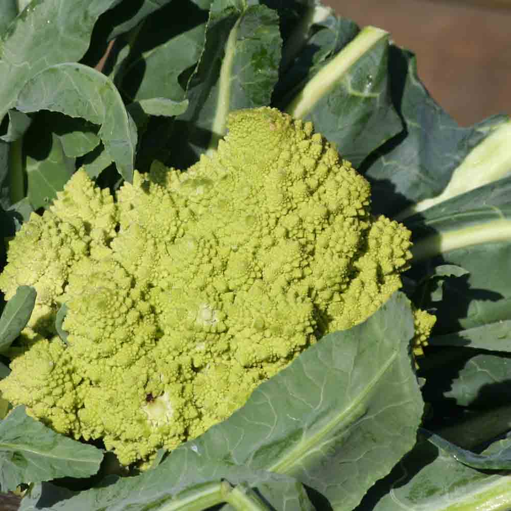 ferme-de-sainte-marthe-chou-fleur-romanesco-natalino-graines-bio image 1