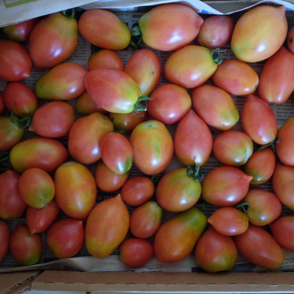 la-bo-te-graines-tomate-colgar-graines-bio-conservation image 3