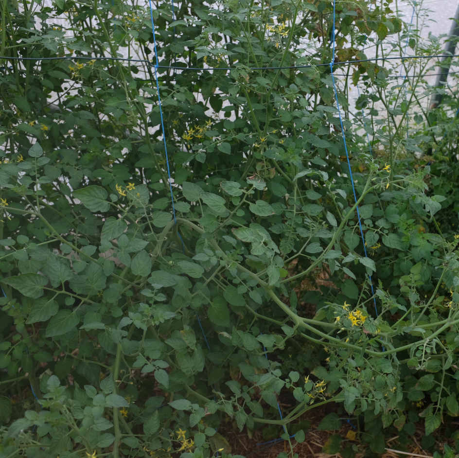 la-bo-te-graines-tomate-petit-moineau-bio-graines-groseille-sucr-e image 2