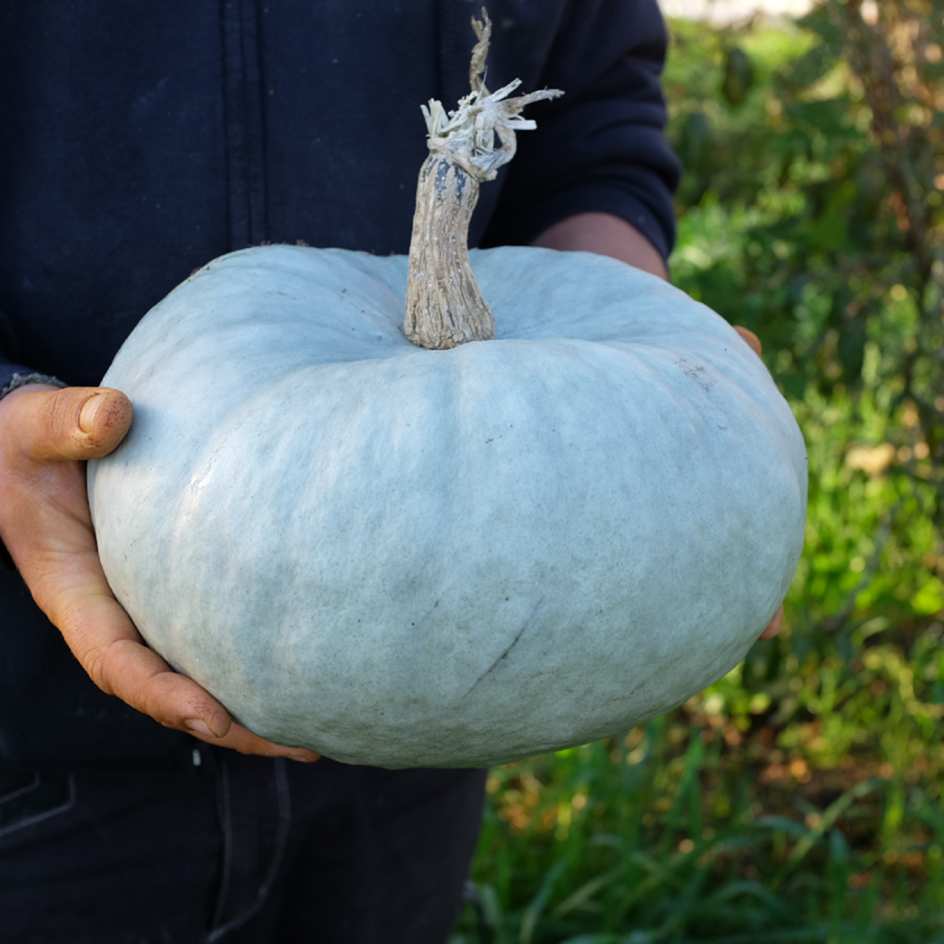 la-bo-te-graines-potiron-bleu-de-hongrie-graines-l-gumes-bio image 1
