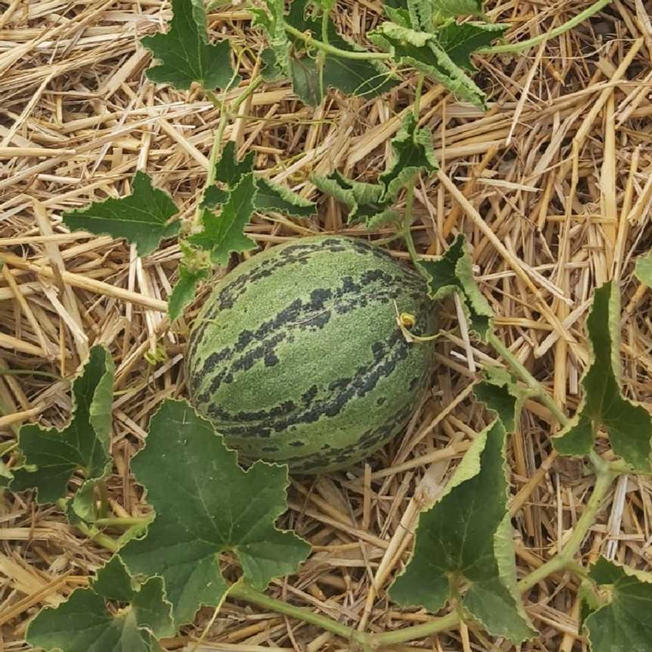 la-bo-te-graines-melon-sweet-freckles-graines-l-gumes-bio-sucr image 2