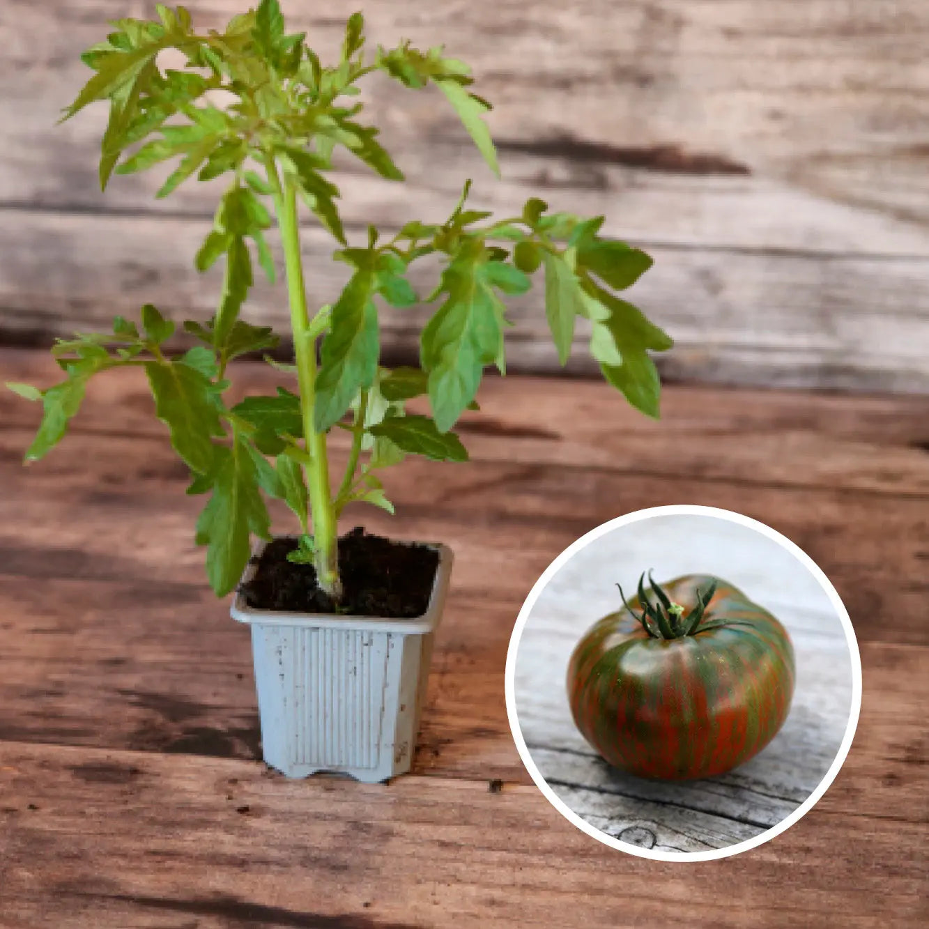 ferme-de-sainte-marthe-tomate-chocolate-stripes-ab-plant-bio image 1