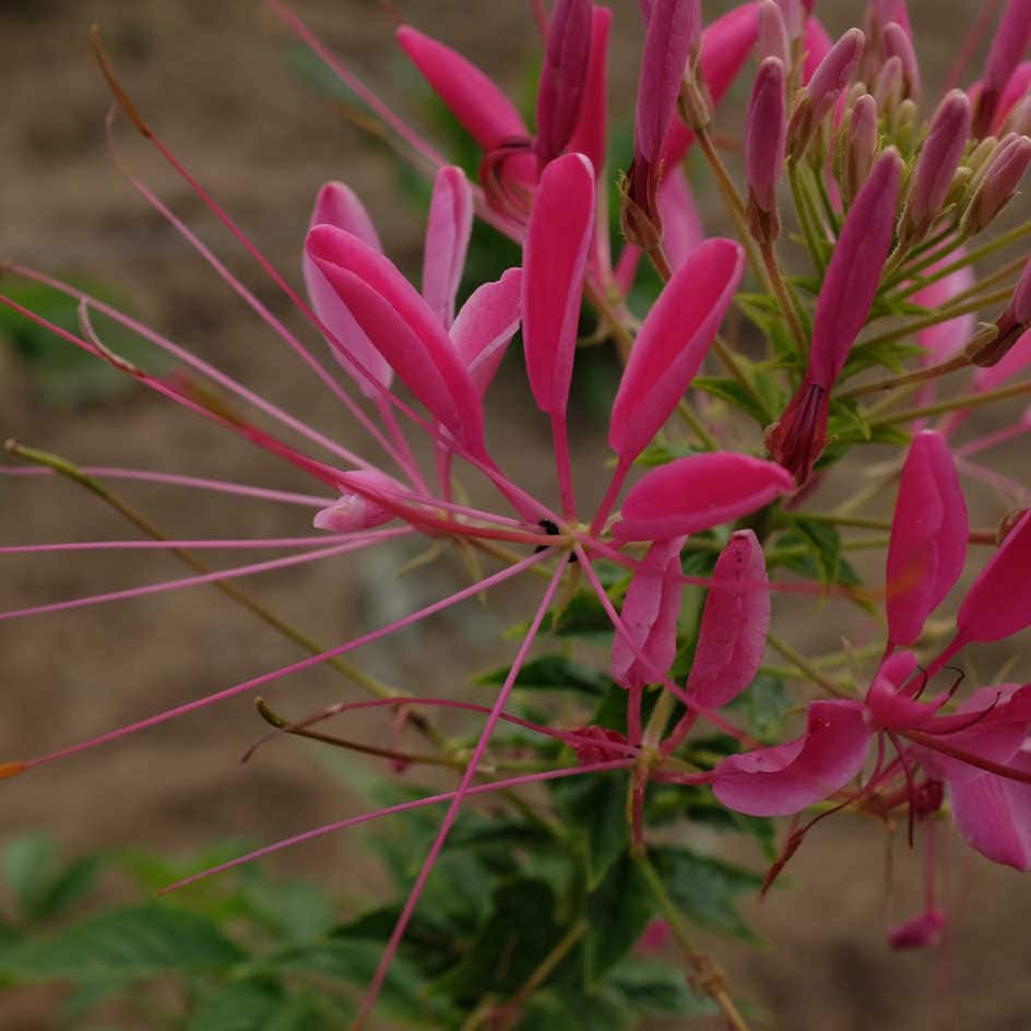 la-bo-te-graines-cleome-reine-des-cerises-bio-graines-fleurs image 2