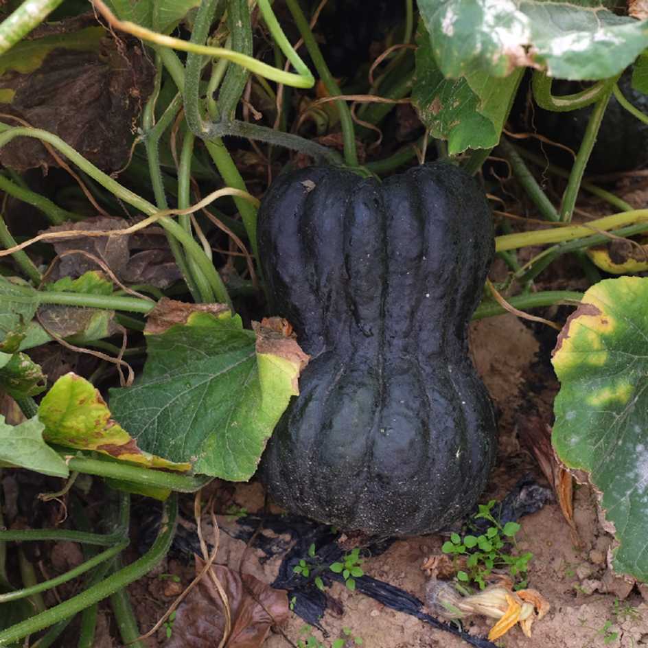 la-bo-te-graines-shishigatani-graines-courge-bio-sucr-e image 4