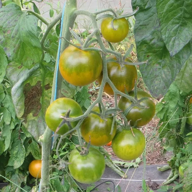 les-semences-de-l-ombelle-tomate-esmeralda-graines-bio-verte image 1