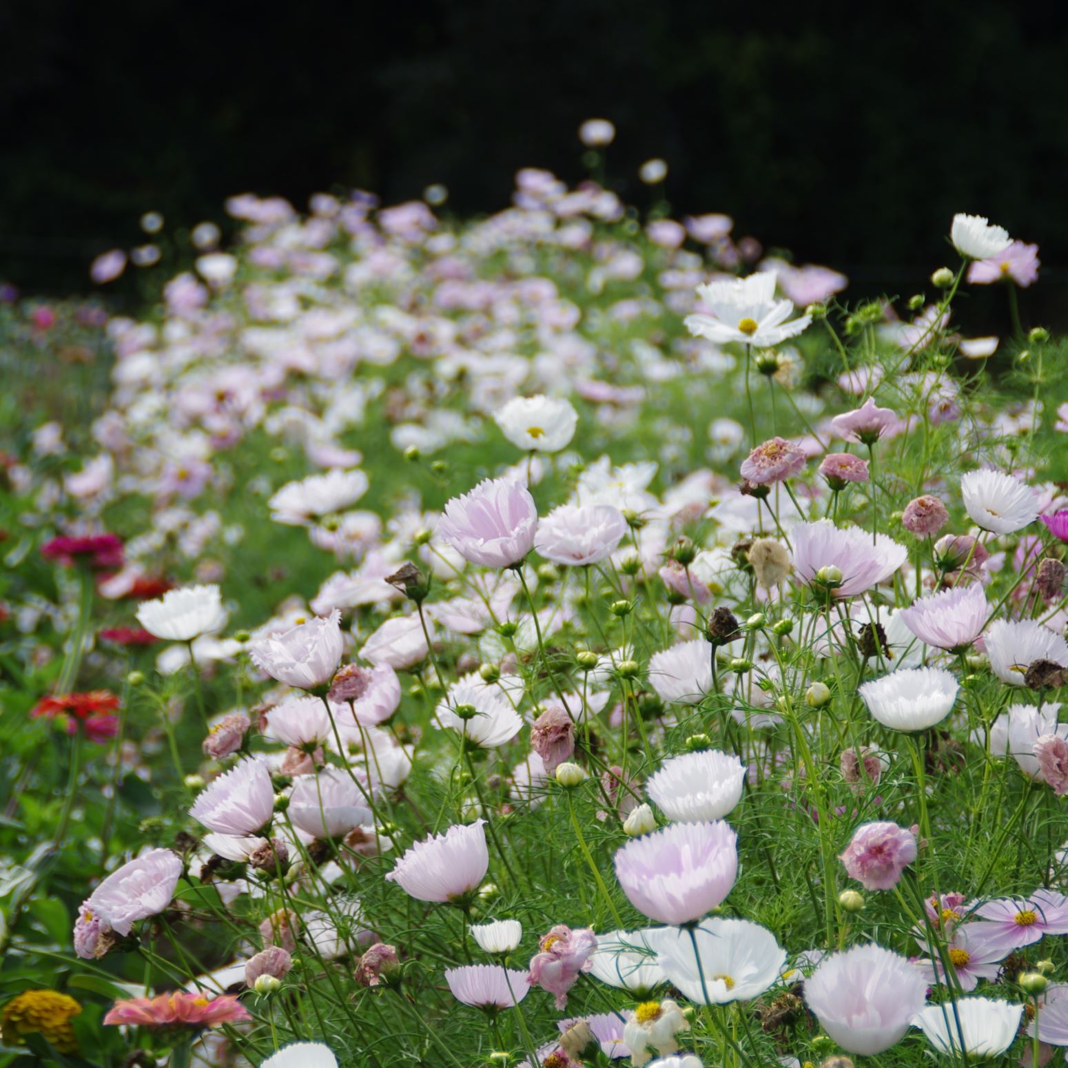 les-semences-de-l-ombelle-cosmos-cupcake-blush-graines-fleurs-bio image 3