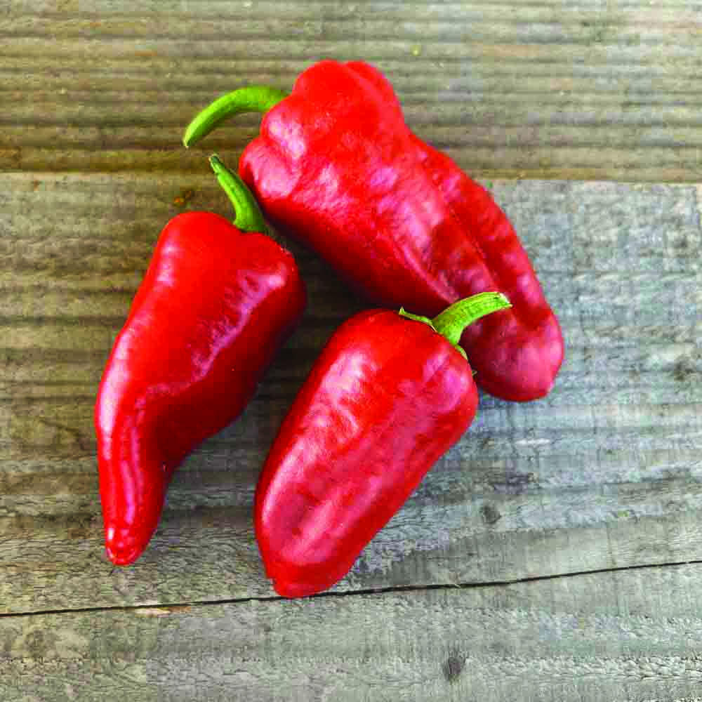 ferme-de-sainte-marthe-piment-padron-plant-bio-griller image 2