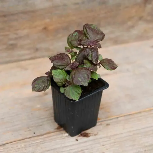 ferme-de-sainte-marthe-plants-bio-perilla-rouge-shiso-pourpre-ab-plant image 1