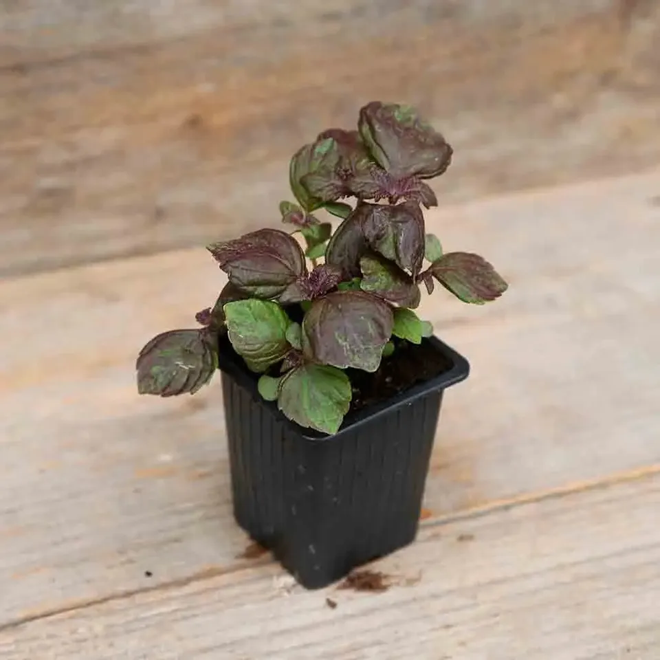 ferme-de-sainte-marthe-plants-bio-perilla-rouge-shiso-pourpre-ab-plant image 1