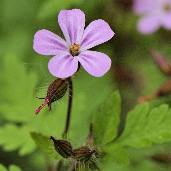 la-bo-te-graines-herbe-robert-graines-fleurs-bio-rose image 1