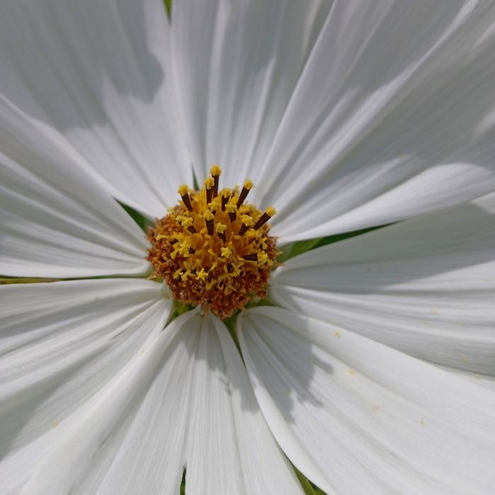les-semences-de-l-ombelle-cosmos-blanc-pur-graines-de-fleurs-bio image 3