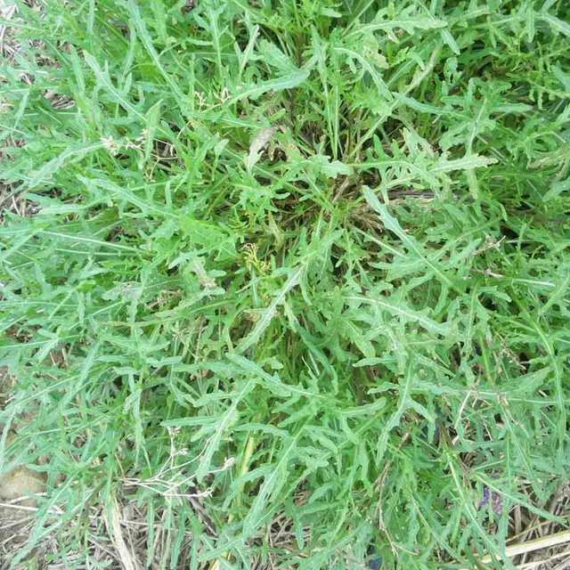 la-bo-te-graines-sauvage-roquette-bio-poivr-e-salade image 1