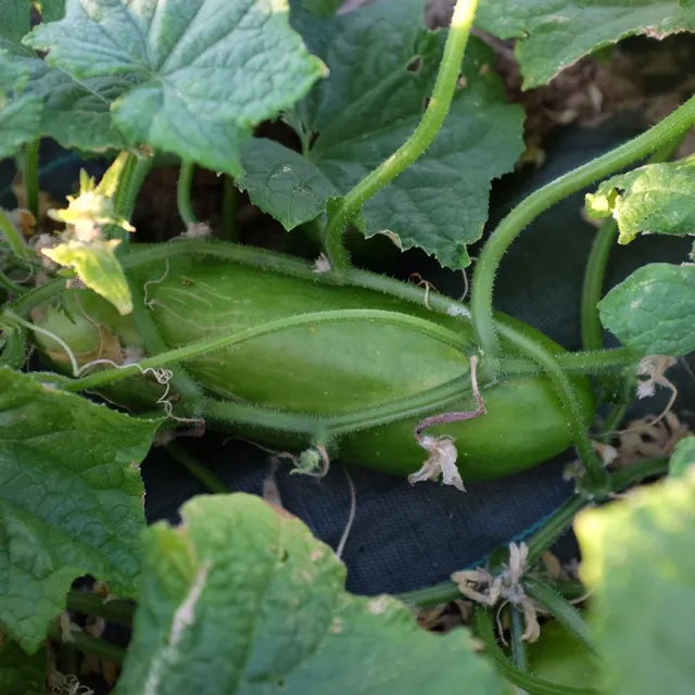 la-bo-te-graines-concombre-vert-long-mara-cher-bio-graines image 1