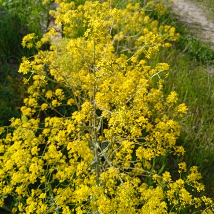 les-semences-de-l-ombelle-pastel-des-teinturiers-graines-de-fleurs-bio image 2