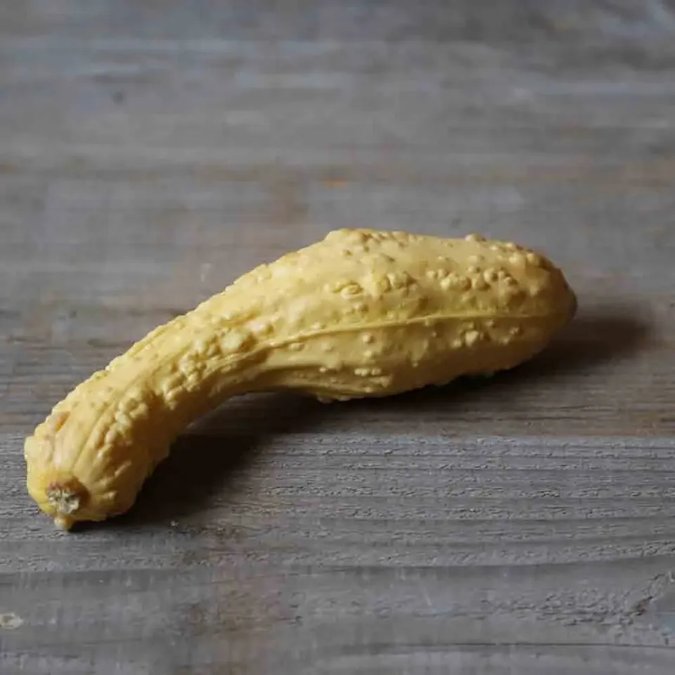 ferme-sainte-marthe-pop-corn-graines-courgette-bio-rugosa image 1