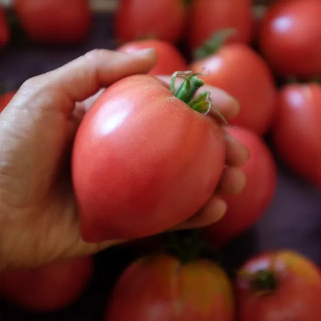la-bo-te-graines-tomate-anna-russe-coeur-de-boeuf-graines-bio image 1