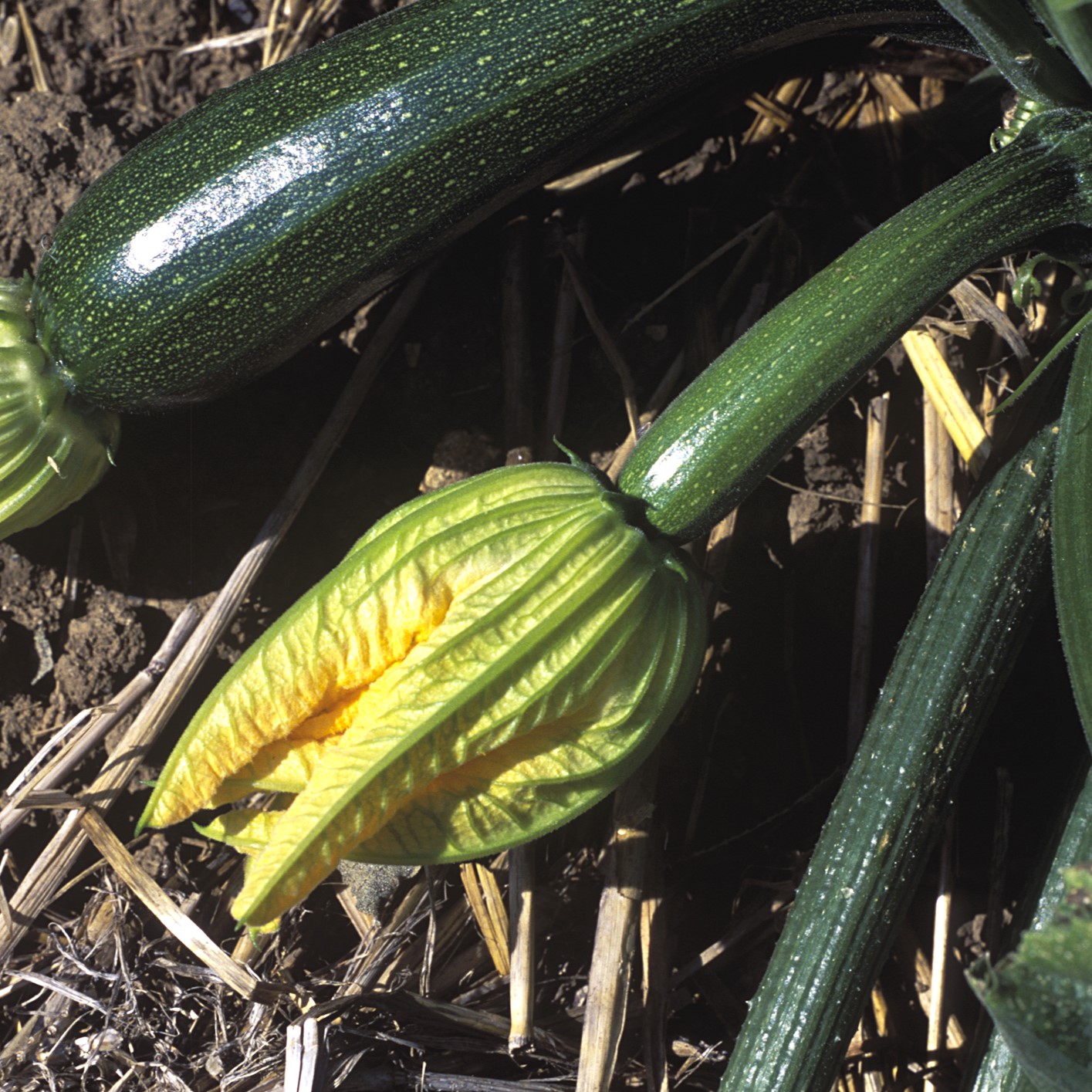 la-bo-te-graines-zuboda-courgette-bio-pr-coce image 1