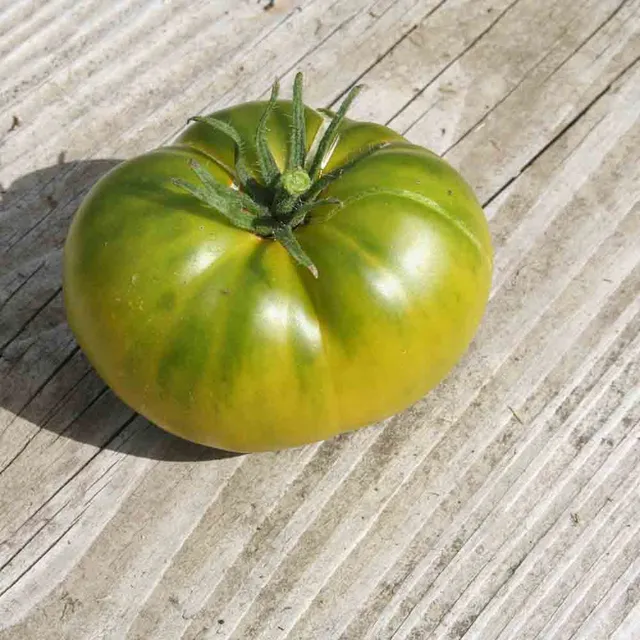 ferme-de-sainte-marthe-tomate-aunt-ruby-s-german-green-graines-bio-verte image 1