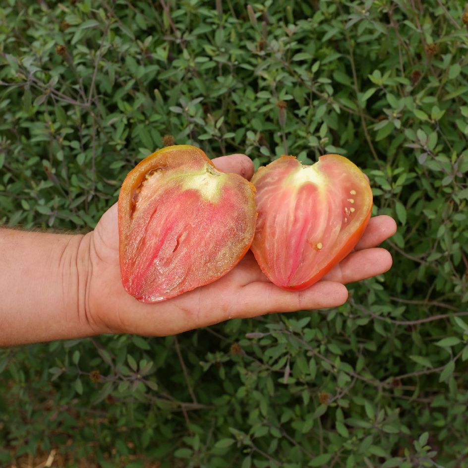 la-bo-te-graines-tomate-reinhard-s-chocolate-heart-bio-c-ur image 2