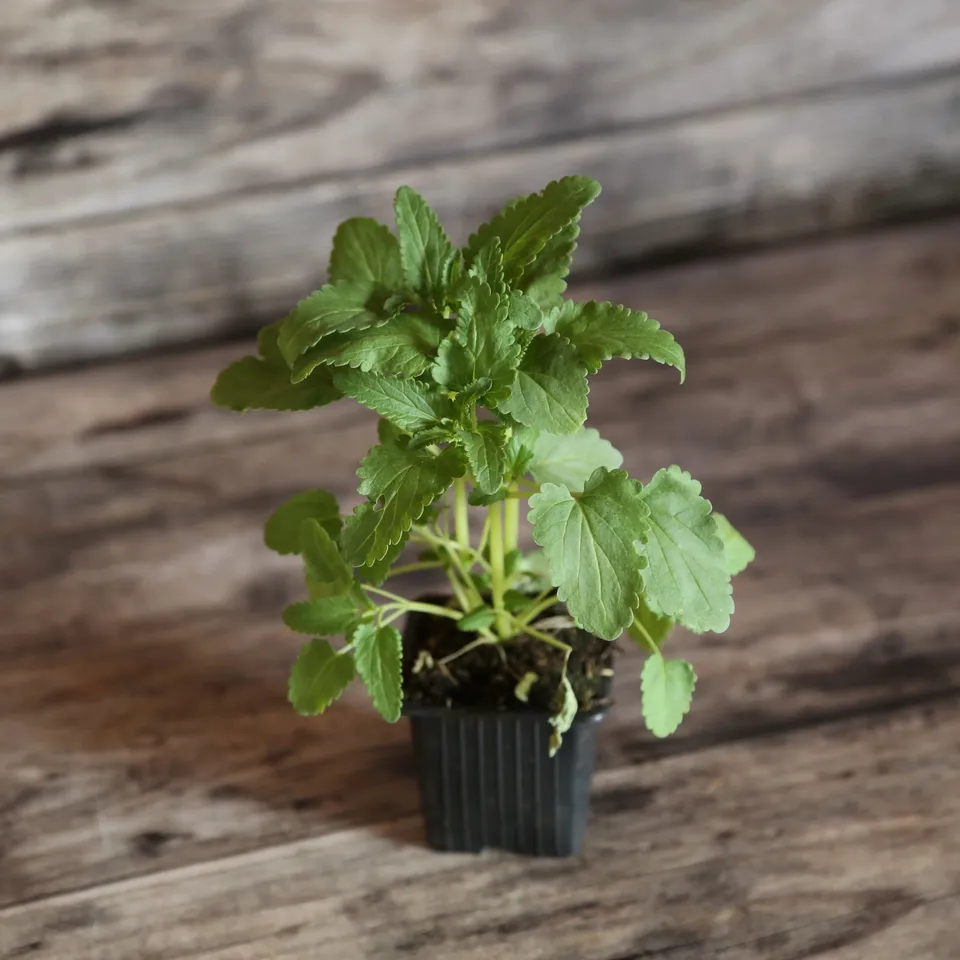ferme-de-sainte-marthe-th-des-jardins-plant-bio-anis image 1